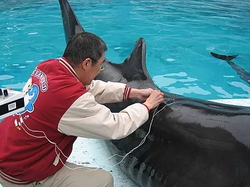 中医治狗病,中医能治狗骨科吗