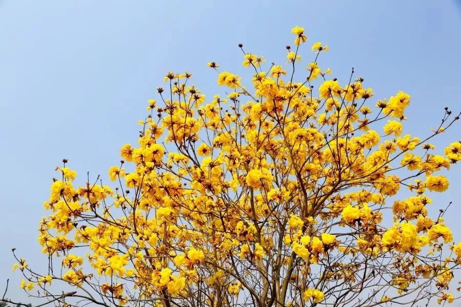 南宁花雨湖玫瑰花文化节,第四届广西玫瑰花节