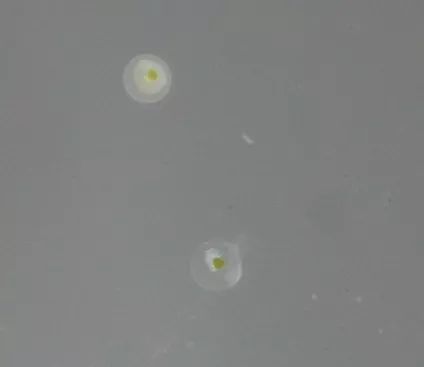 怎么样孵化火狐,火焰仙怎么孵化