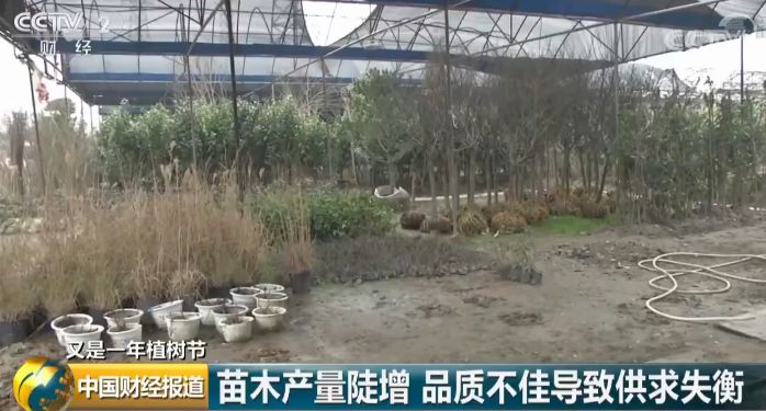 什么树最赚钱效果最好,什么树最值钱又好种又好卖长得快