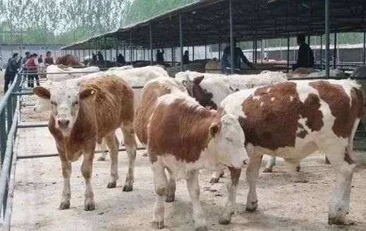 运牛的时候怎么让牛站起来,运牛过程牛死了责任划分