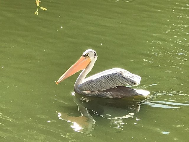 超美媳妇儿与你逃之夭夭大头强小蛮夭毛里求斯蜜月盛典~