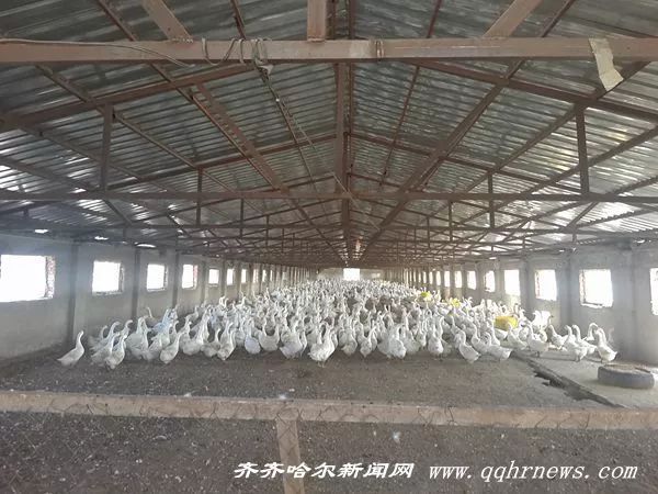 鹤城重点产业公司,鹤城新产业