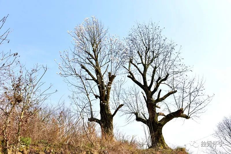 又到海螺望春花期,踏青赏花的可以约起了~