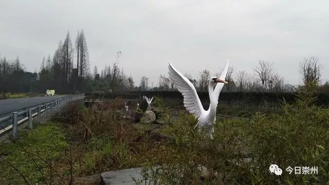 川派盆景、多彩田园，来观胜感受不一样的赏花节