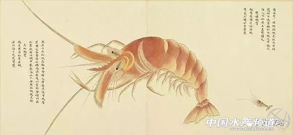 年前的海鲜,30年前的海鸥表