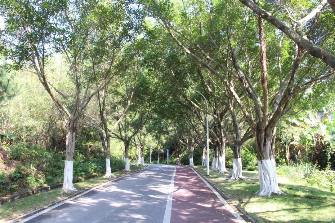 适合踏春的景点厦门,厦门春季旅游攻略