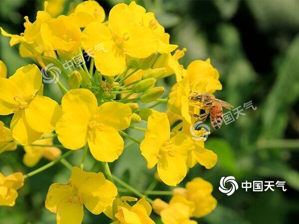 安徽拍油菜花最佳旅游地,安徽歙县石潭村油菜花