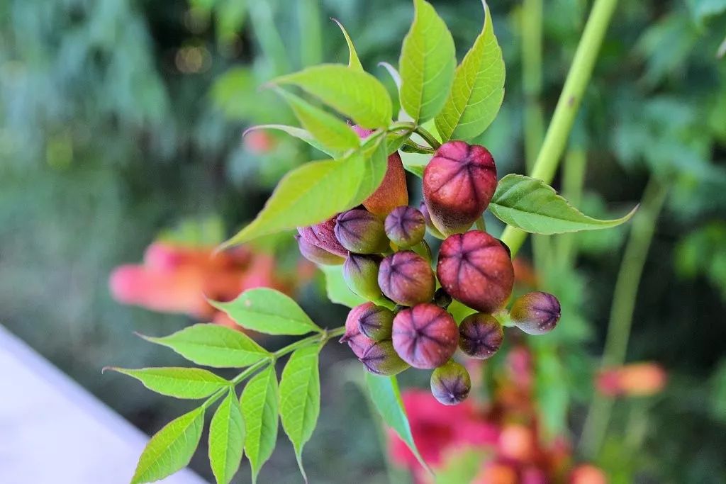 春天十大黄金野菜,中医养生必吃的9种食物