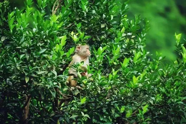 统景温泉除了泡温泉还可以干嘛,统景温泉游玩