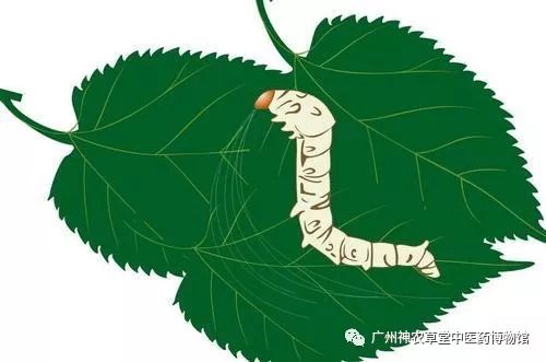 中药丨幼蚕与白僵菌的相遇