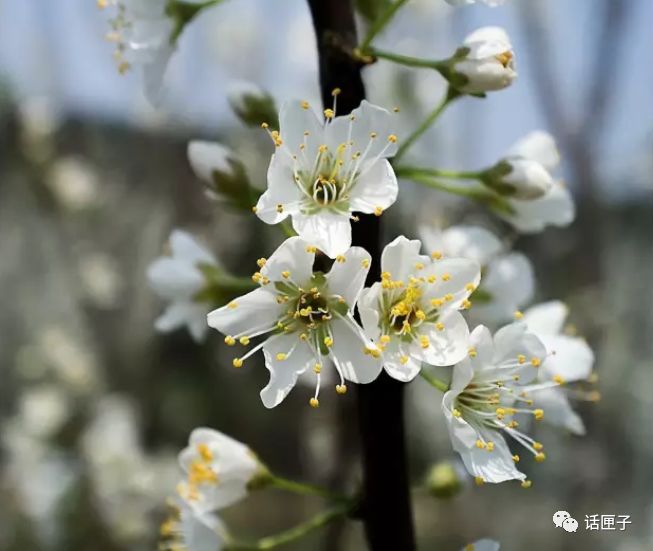 万花丛中,拍照选哪枝?话匣妹手把手教你过春天