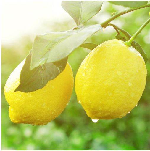 【方志四川•地理标志产品】安岳柠檬