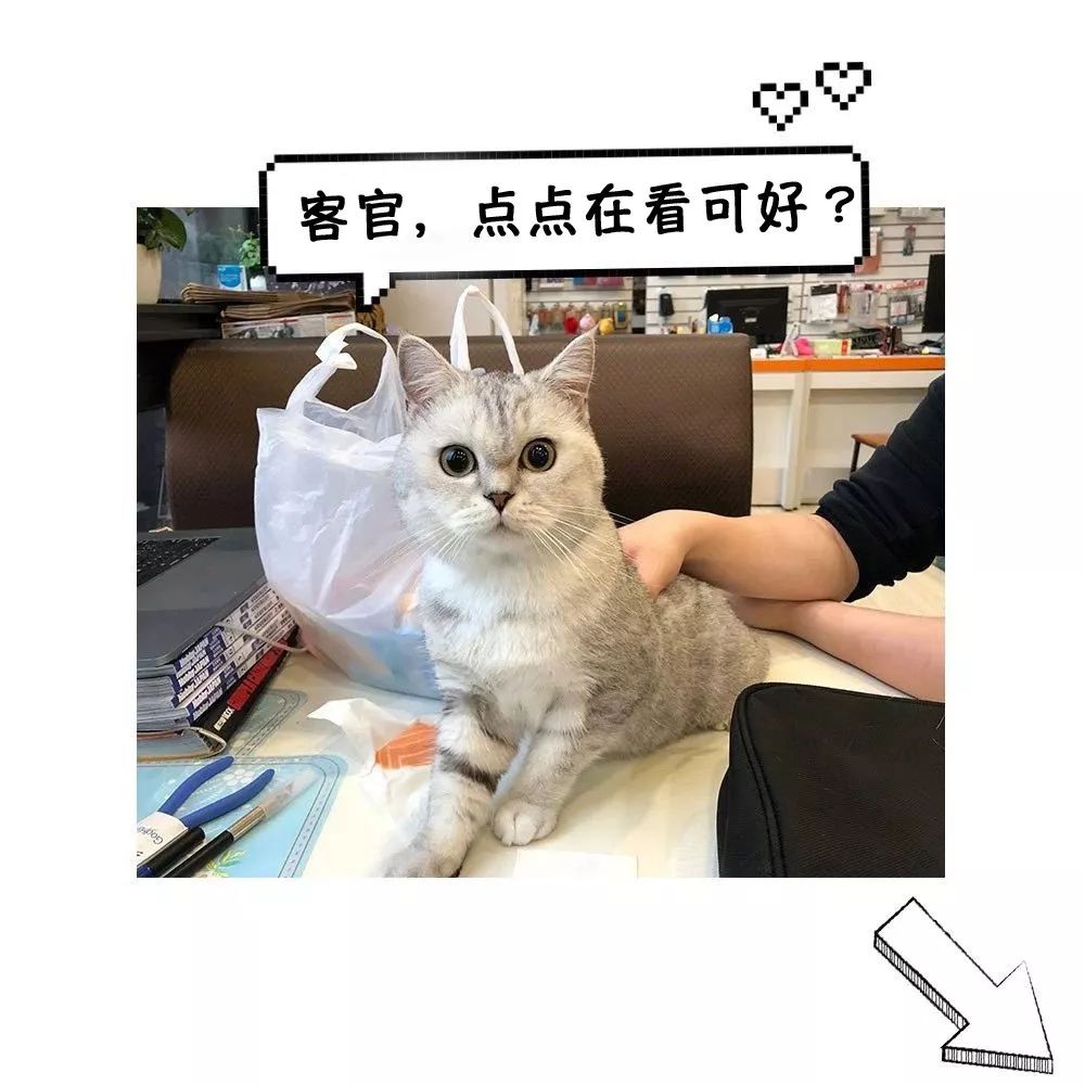 御模道1比6百慕拉手办,御模道百慕拉模型