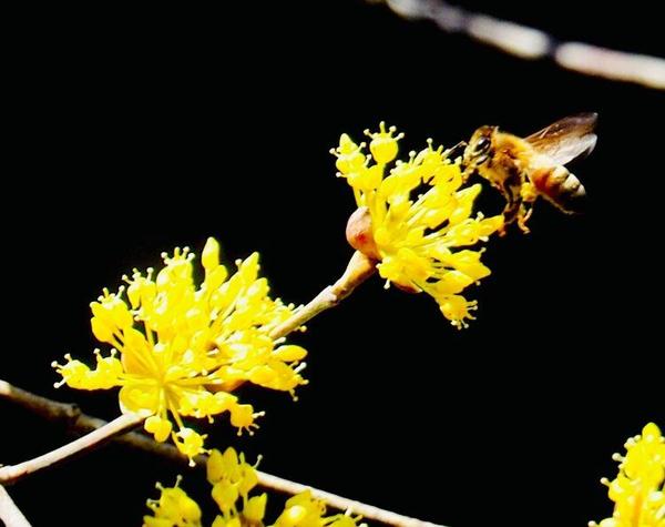 春游郑州这份赏花攻略请收好,郑州自驾踏青赏花好去处