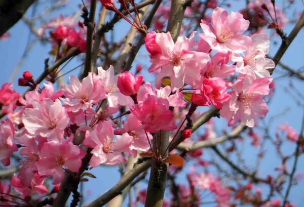 春游郑州这份赏花攻略请收好,郑州自驾踏青赏花好去处