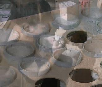 羽毛球是用什么毛来做的,羽毛球一般是什么羽毛做的