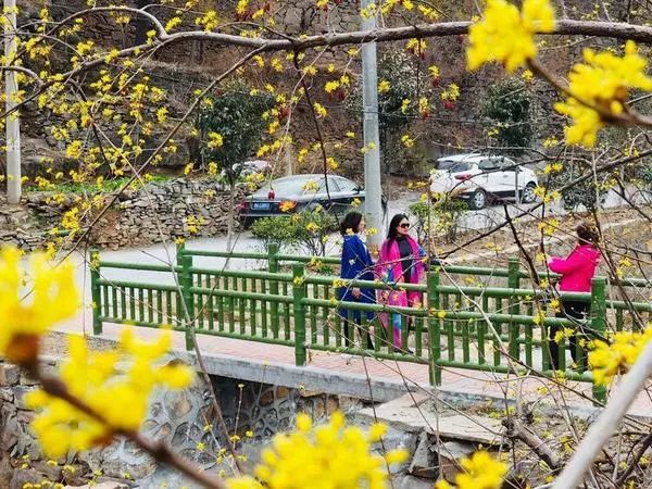 郑州周边踏青采摘野菜,郑州自驾踏青赏花好去处