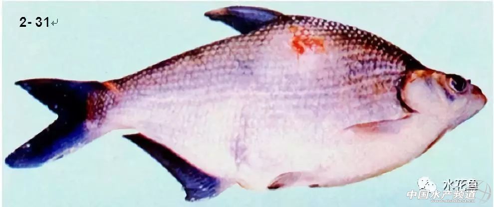 鱼疥疮病原因,鱼痘疮病怎么治疗