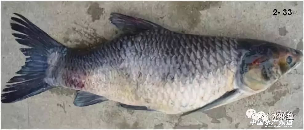 鱼疥疮病原因,鱼痘疮病怎么治疗