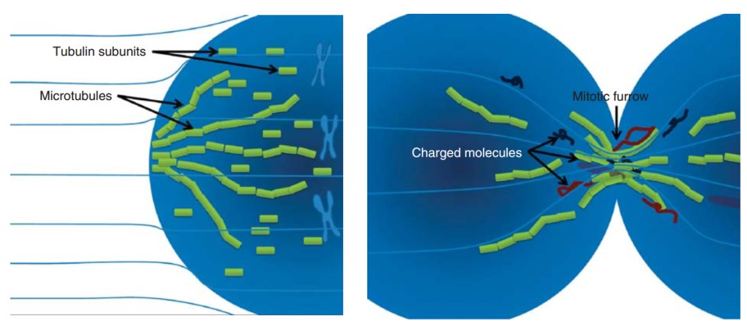 5年生存率翻番!这种全球范围内首次获批的电场抗癌黑科技,是脑部肿瘤治疗领域近10年来最大的突破丨奇点搜神记