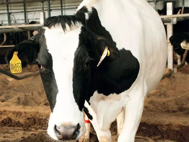 为了孩子能喝上新鲜的奶,让孩子喝上放心的牛奶就那么难吗