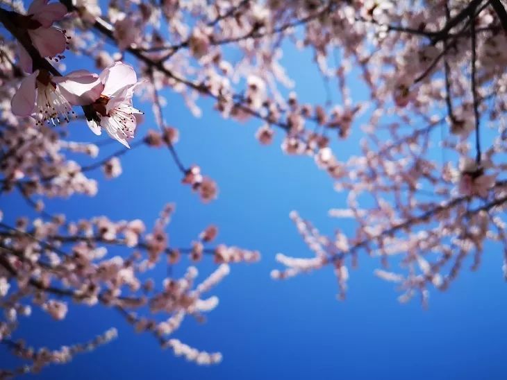 西检播报高清视频,西检动态图