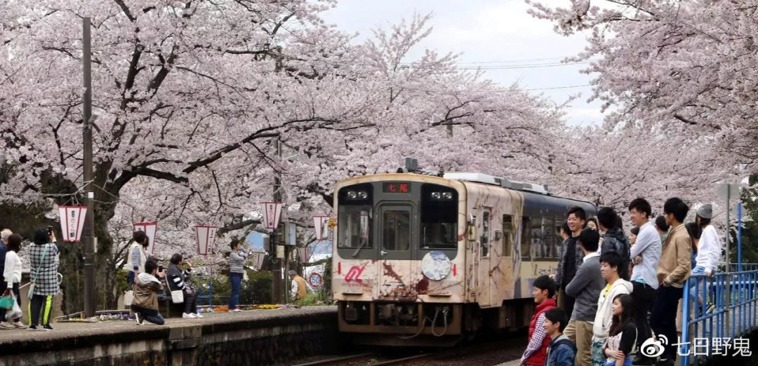2019年日本大赏排行榜,2018全日本赏樱花旅游攻略