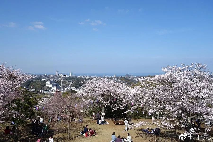 2019年日本大赏排行榜,2018全日本赏樱花旅游攻略