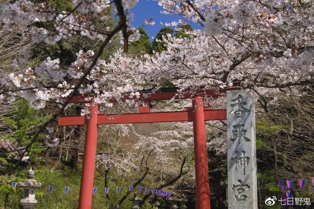 2019年日本大赏排行榜,2018全日本赏樱花旅游攻略