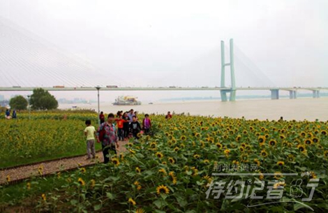 特约记者行最新视频,特约记者行俯瞰荆州醉美油菜花海