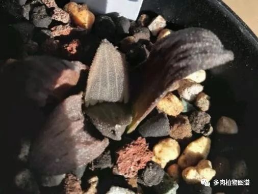 十二卷的养护注意事项,十二卷夏季如何养护