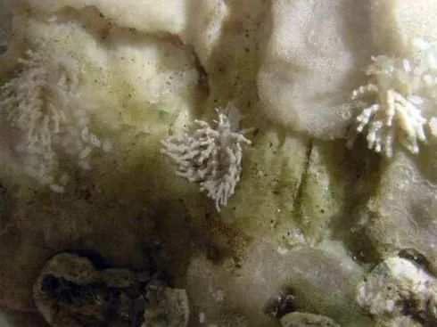 parasites寄生虫,sps虫