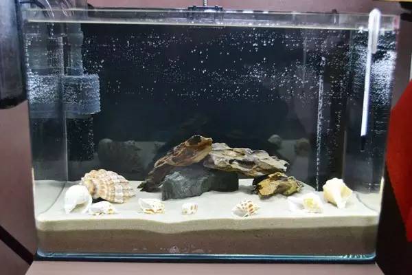 清洗鱼缸的好方法,下滤鱼缸主缸多久清洗