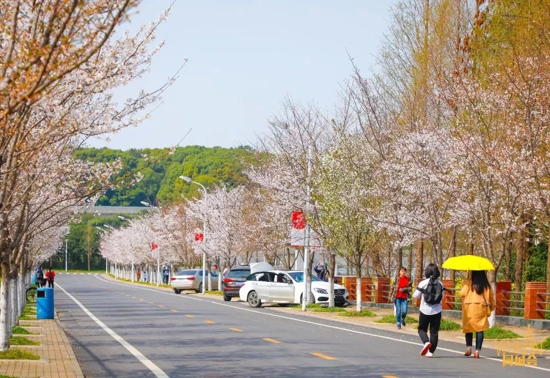 华中农业大学校园到底有多美,华中农业大学园艺林学院