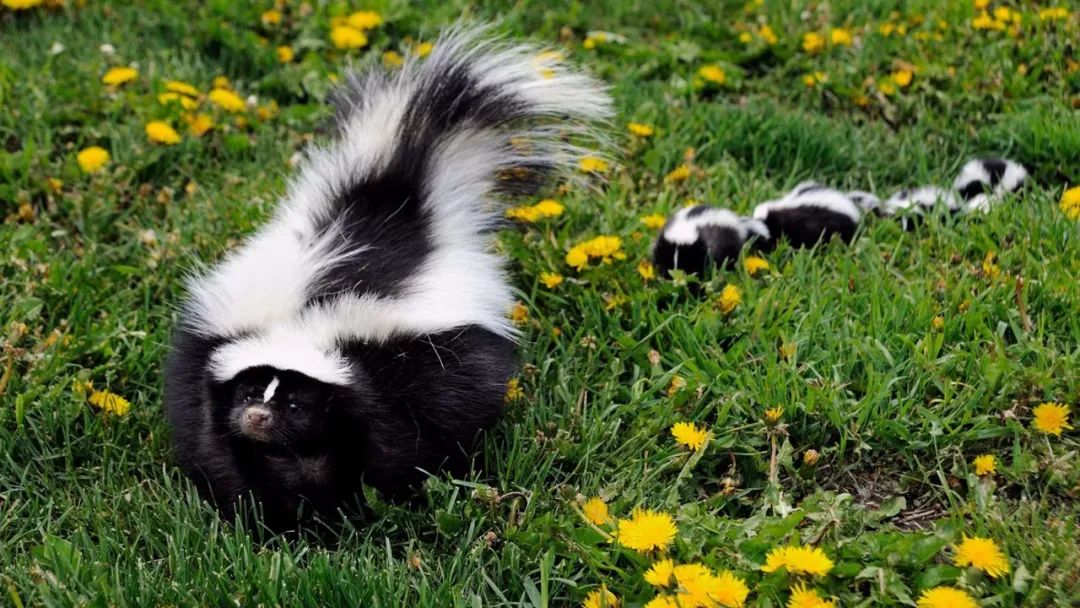 还有人养臭鼬当宠物,想不到吧日文