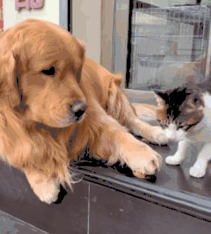 这只金毛老捉弄小猫咪，到底什么仇什么怨啊5555