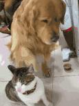 这只金毛老捉弄小猫咪，到底什么仇什么怨啊5555