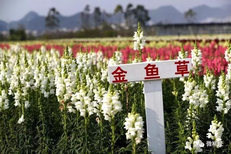 柳州2月花海景点,柳州花海打卡景观