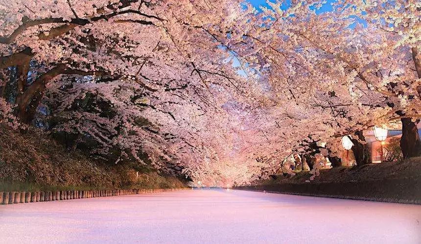 日本有关樱花的照片,日本最美樱花图