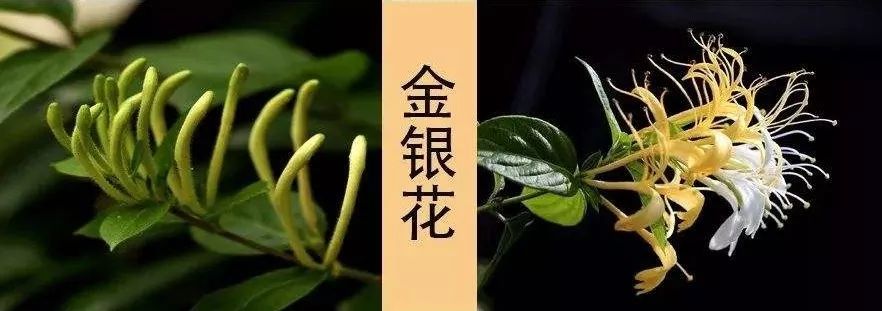 吃了街边买的“青菜”,一家三口急送医!这些菜清明常出没…