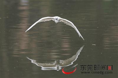 白鹭天堂在哪里,白鹭天堂怎么样