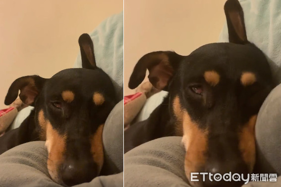 萌的小狗狗各种睡姿真奇葩,萌狗睡着了