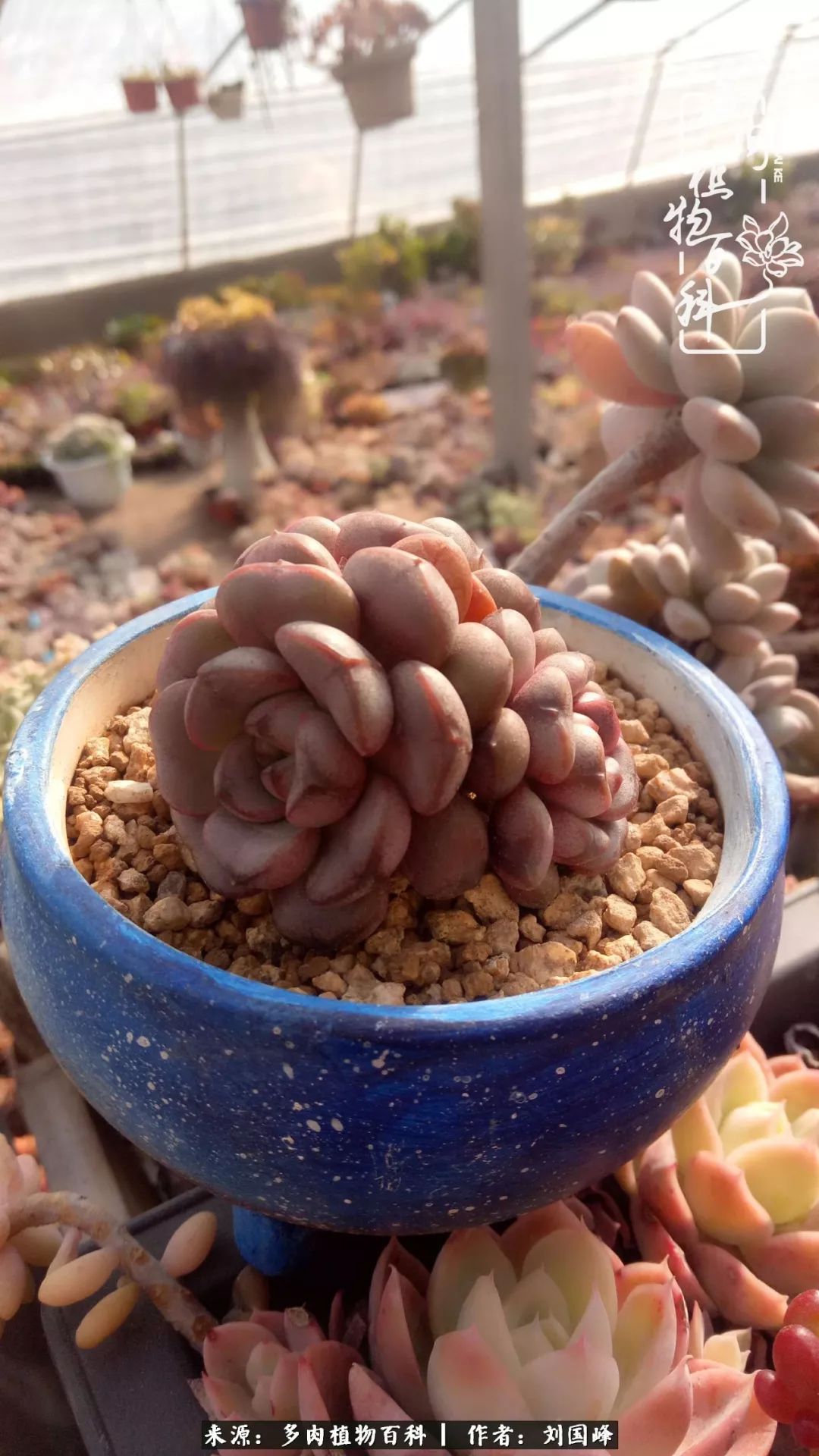 不学无术容易赚大钱,不学无术养多肉摇身一变资产过亿