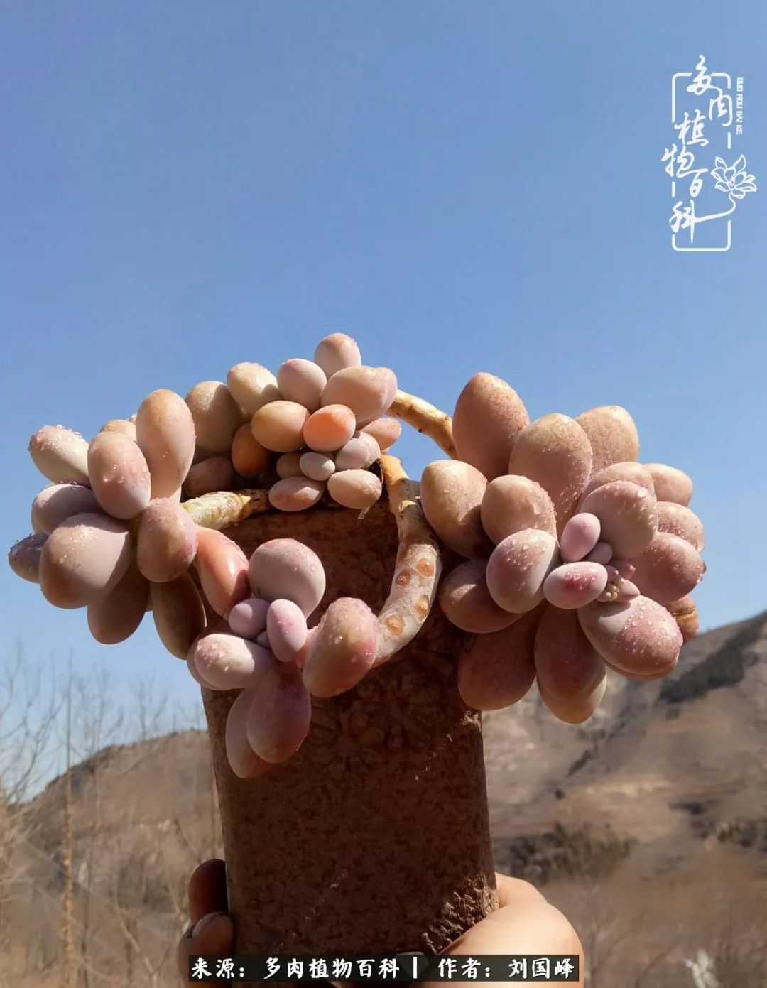 不学无术容易赚大钱,不学无术养多肉摇身一变资产过亿