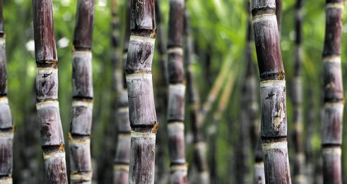 南充常见的这种东西，吃的要当心，发现霉变请立刻丢掉...