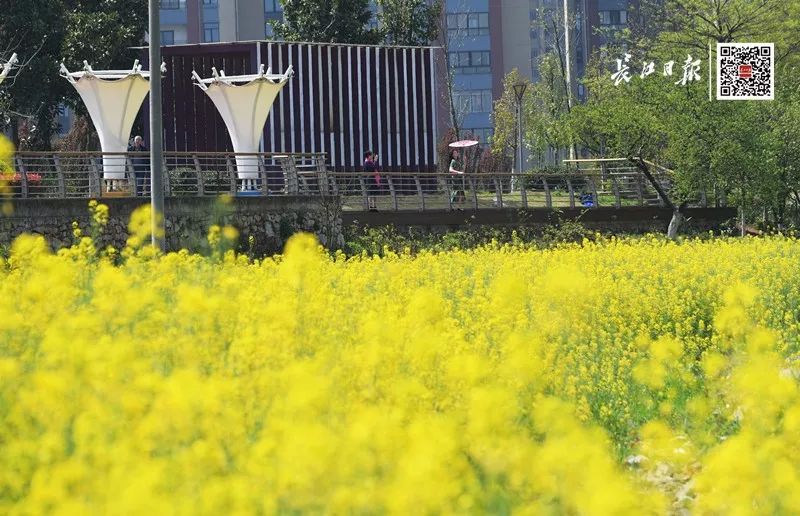 武汉全职妈妈海外购回国，为逃30万税款，损失145万还被判刑…︱早安武汉