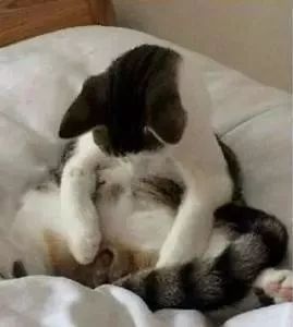 猫咪呜呜呜的叫是什么意思,猫咪呜呜呜的跑来跑去