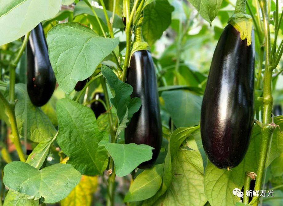 绾彴鑿滃啘,瀵垮厜绾彴鑿滃啘