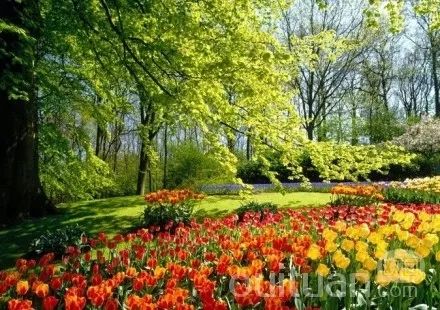 荷兰花海一日游50元,荷兰花海一日游攻略5月20号